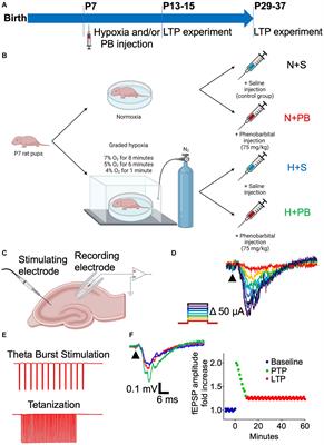 Phenobarbital does not worsen outcomes of neonatal hypoxia on hippocampal LTP on rats